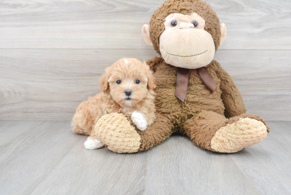Maltipoo Pup Being Cute