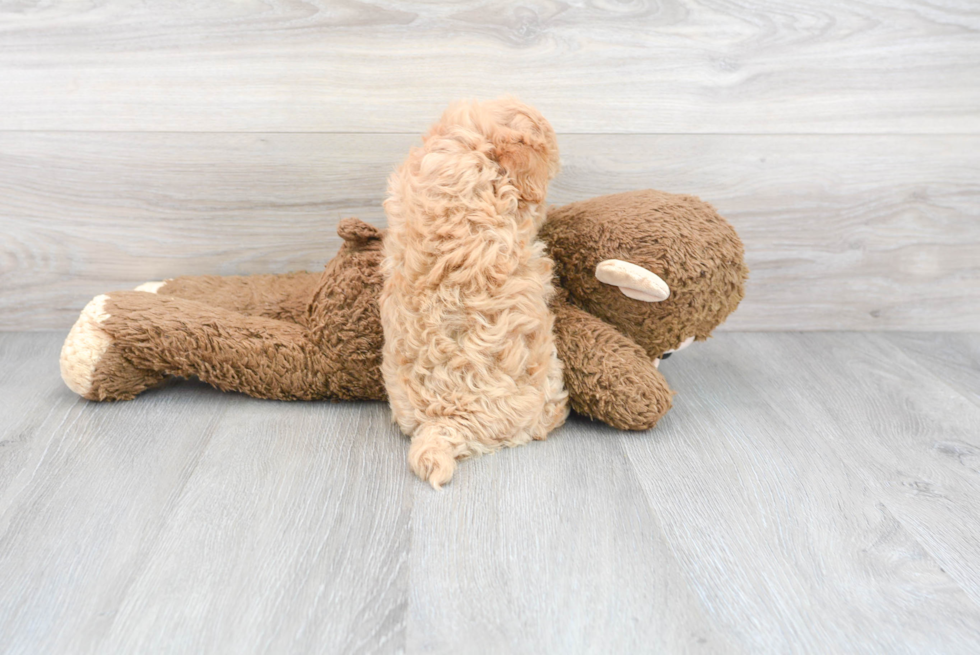 Maltipoo Pup Being Cute