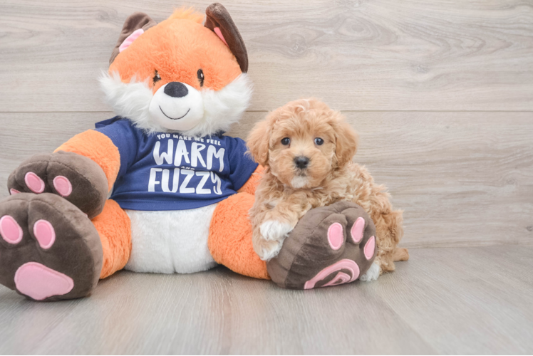 Maltipoo Puppy for Adoption