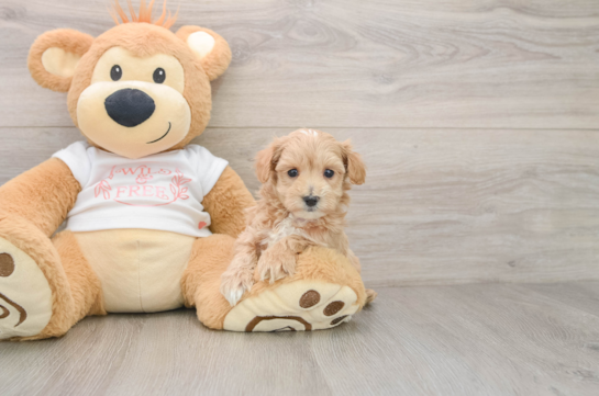 Cute Maltipoo Baby