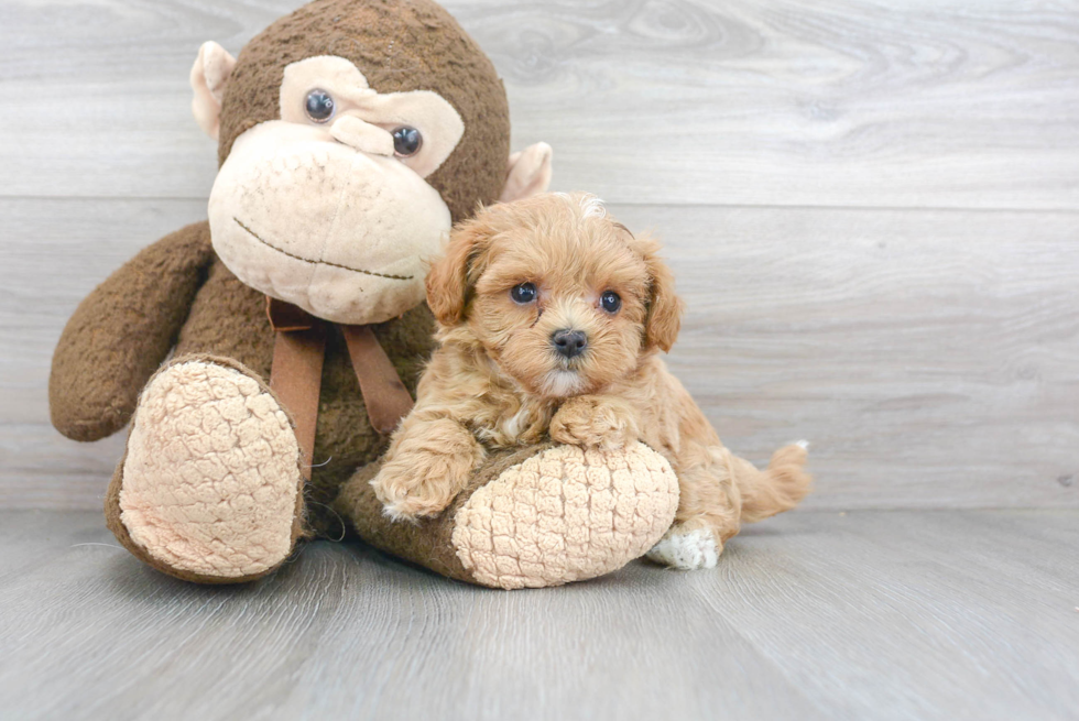 Playful Maltepoo Poodle Mix Puppy