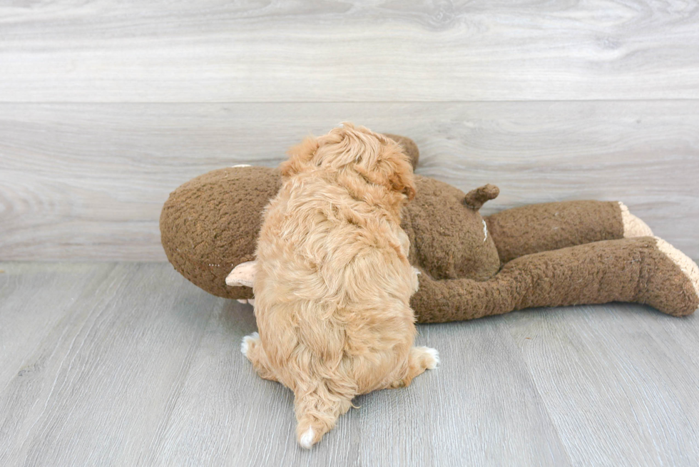 Maltipoo Pup Being Cute