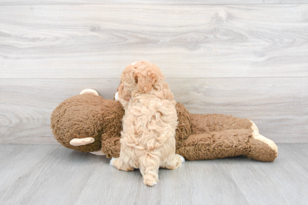 Maltipoo Puppy for Adoption