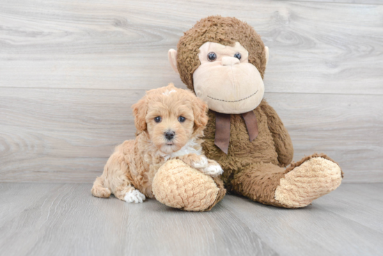 Maltipoo Pup Being Cute