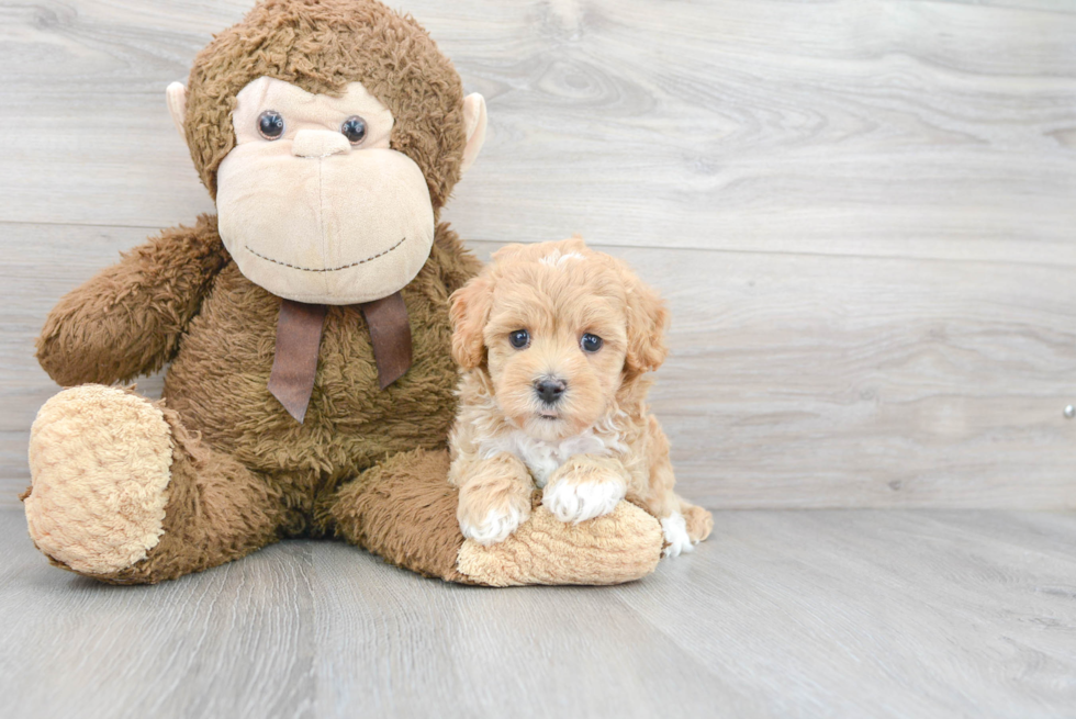 Popular Maltipoo Poodle Mix Pup
