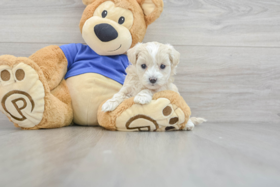 Maltipoo Pup Being Cute