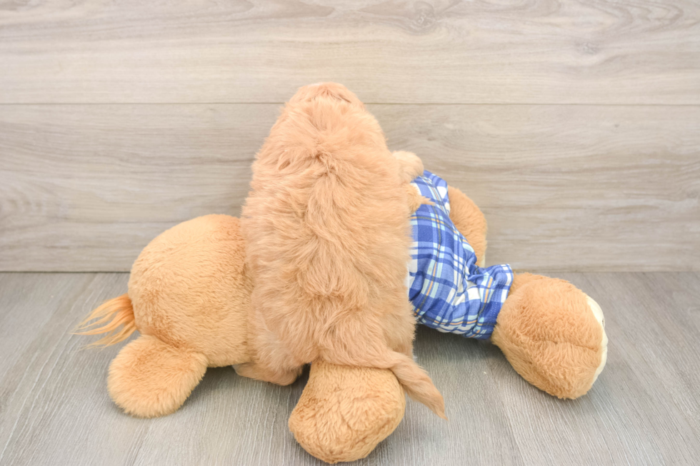 Energetic Moodle Poodle Mix Puppy