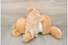 Best Maltipoo Baby
