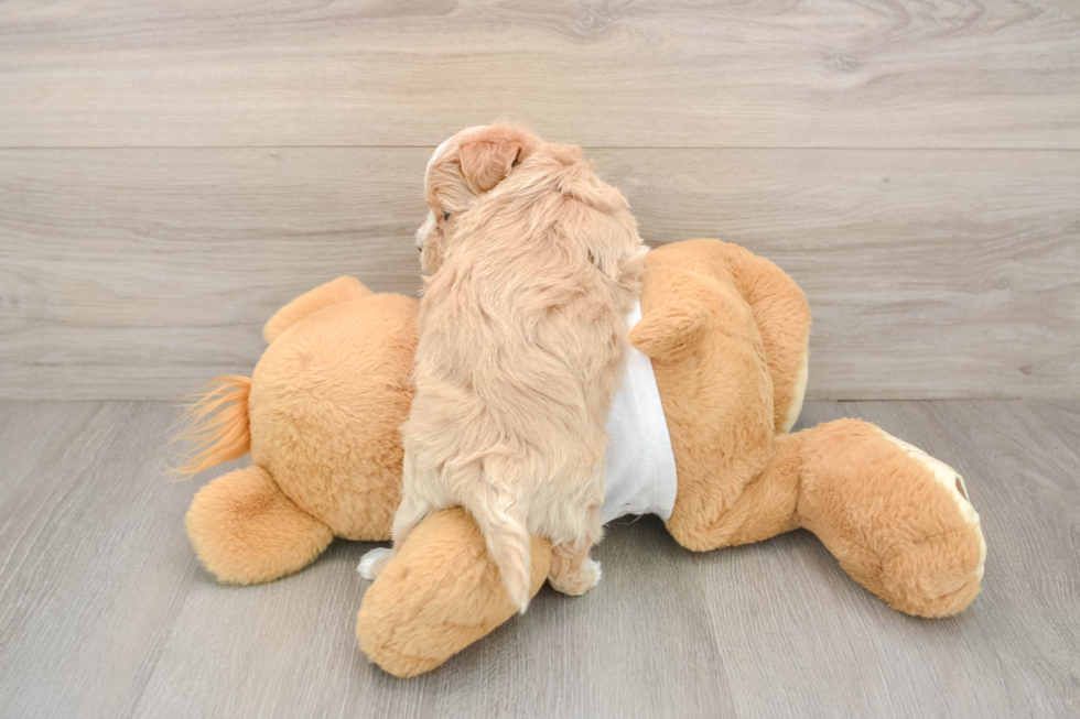 Best Maltipoo Baby