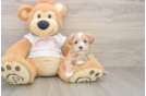Best Maltipoo Baby