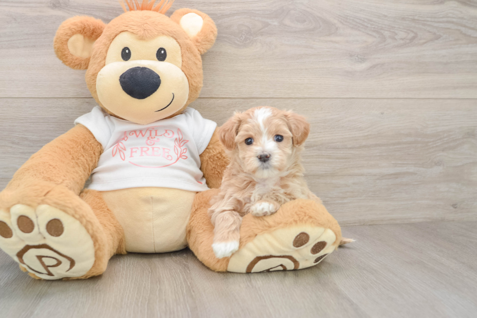 Best Maltipoo Baby