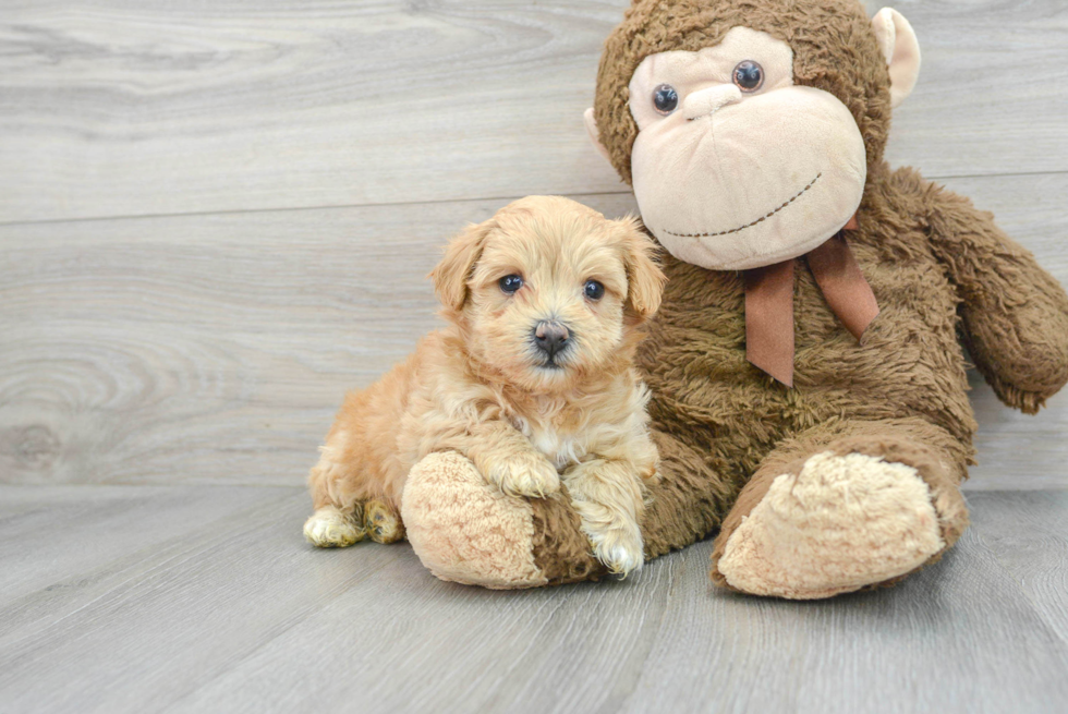Maltipoo Pup Being Cute