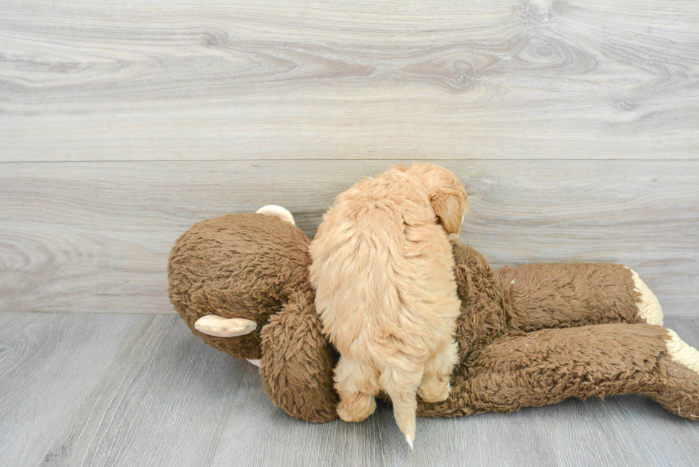 Maltipoo Pup Being Cute