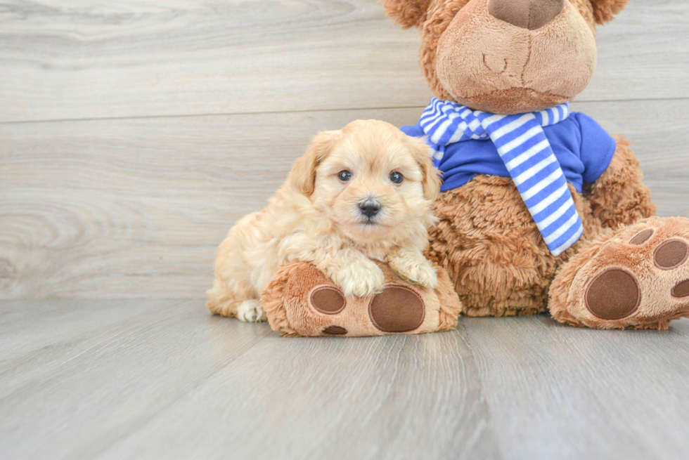 Cute Maltipoo Baby