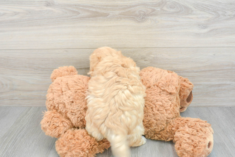 Fluffy Maltipoo Poodle Mix Pup