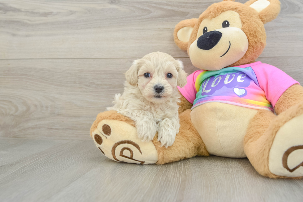 Energetic Multipoo Poodle Mix Puppy