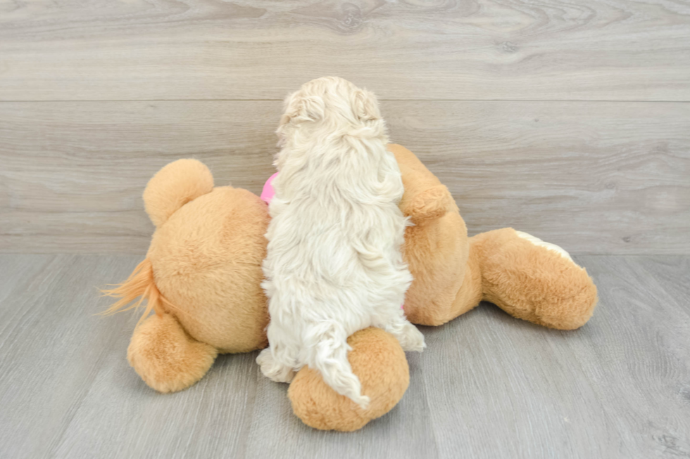 Maltipoo Pup Being Cute