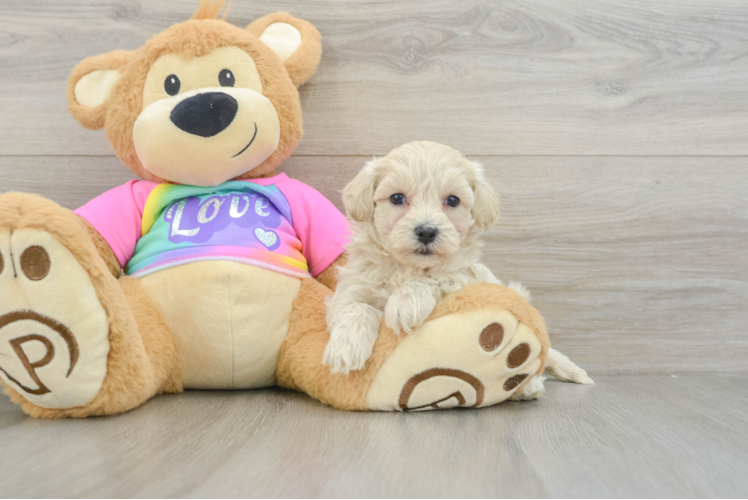 Sweet Maltipoo Baby