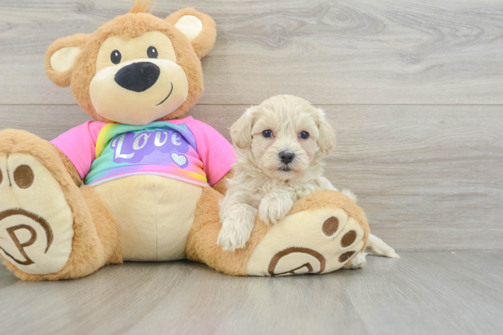 Sweet Maltipoo Baby