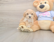8 week old Maltipoo Puppy For Sale - Premier Pups