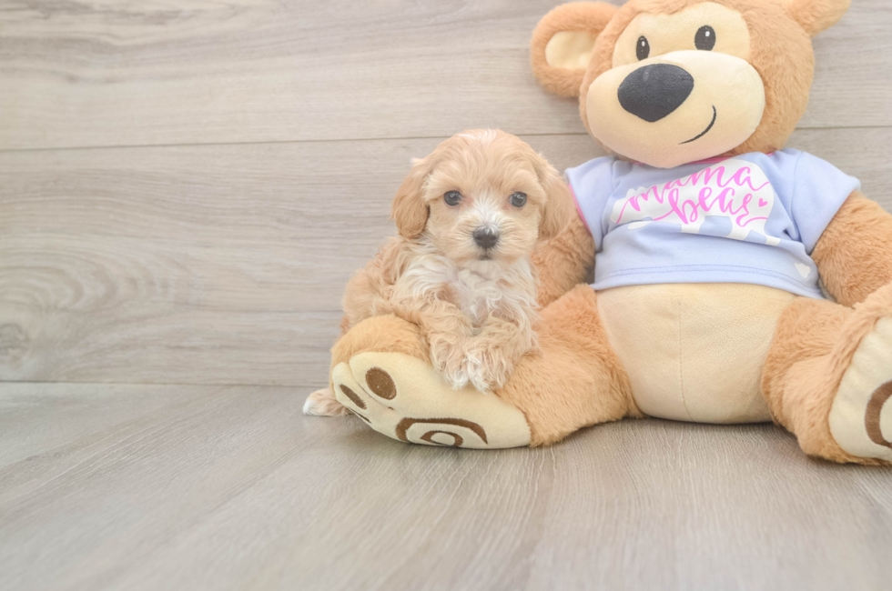 8 week old Maltipoo Puppy For Sale - Premier Pups