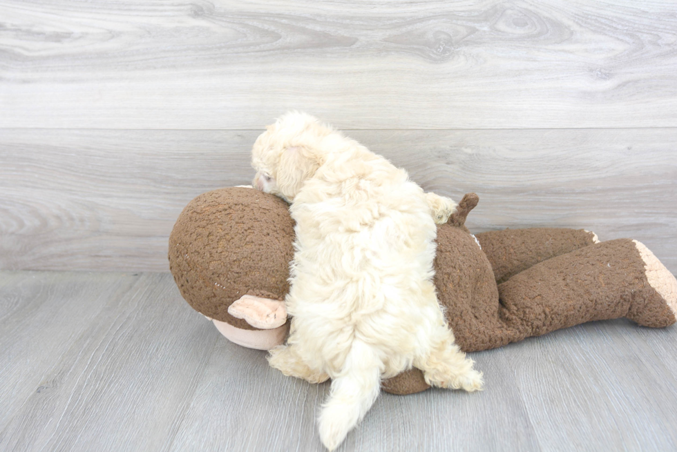 Maltipoo Pup Being Cute