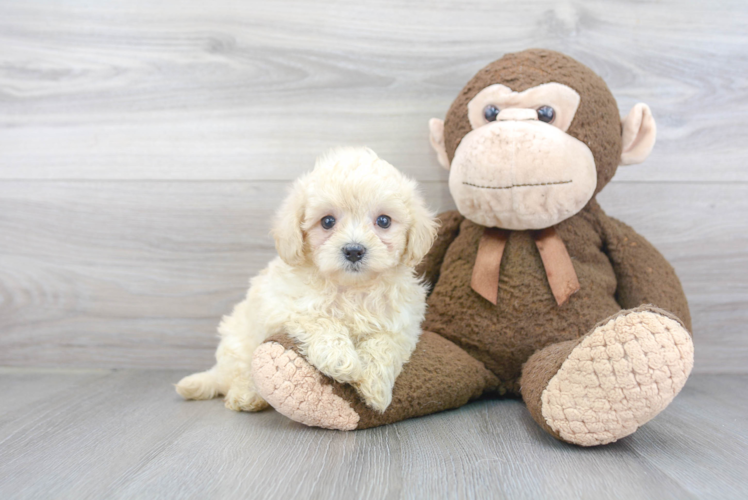 Cute Maltipoo Baby