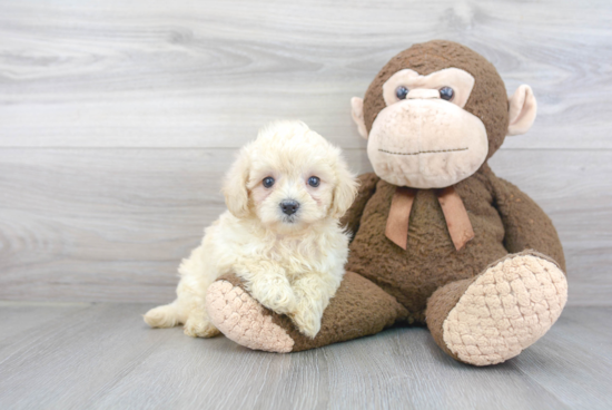 Cute Maltipoo Baby