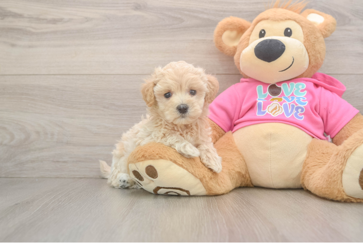 Hypoallergenic Maltidoodle Poodle Mix Puppy