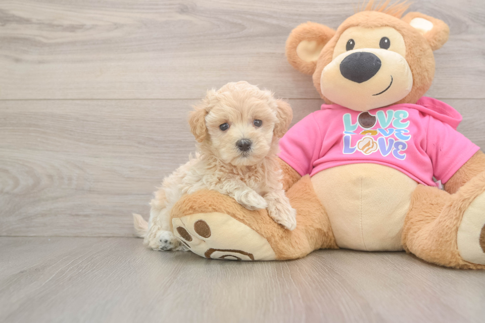 Hypoallergenic Maltidoodle Poodle Mix Puppy