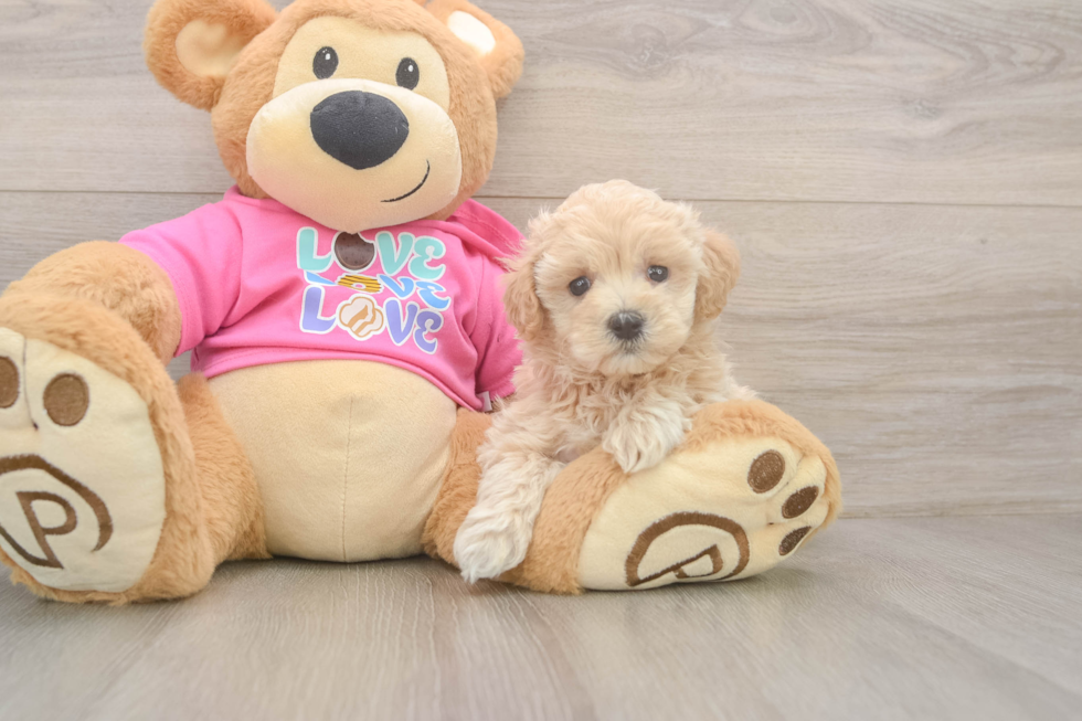 Maltipoo Pup Being Cute