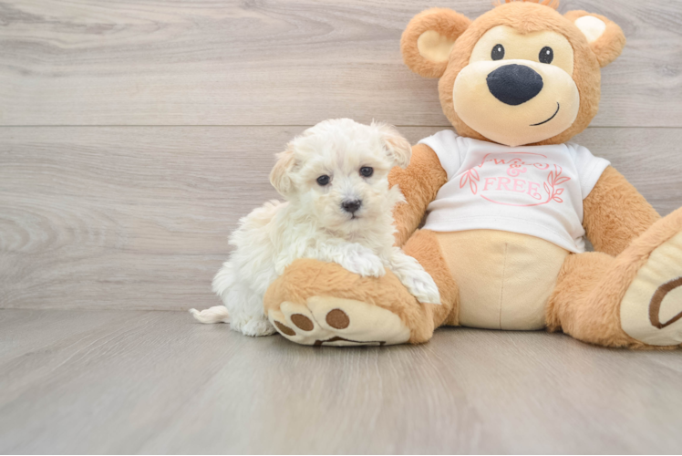 Best Maltipoo Baby