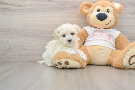 Best Maltipoo Baby