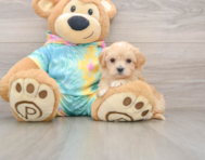 9 week old Maltipoo Puppy For Sale - Premier Pups