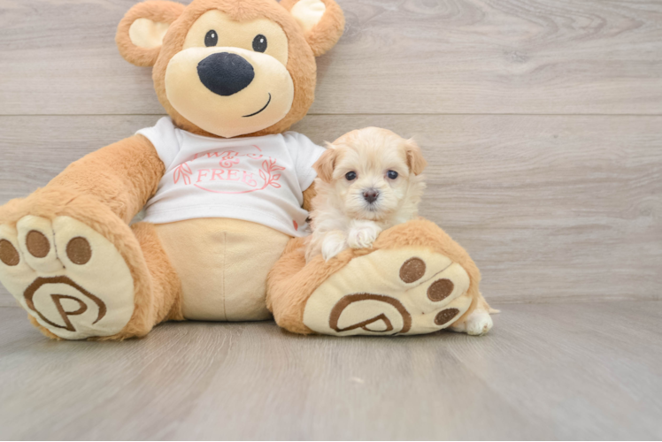 Energetic Malt a Poo Poodle Mix Puppy