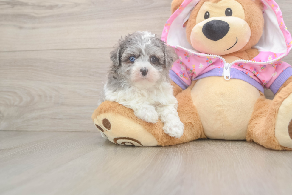 Maltipoo Pup Being Cute
