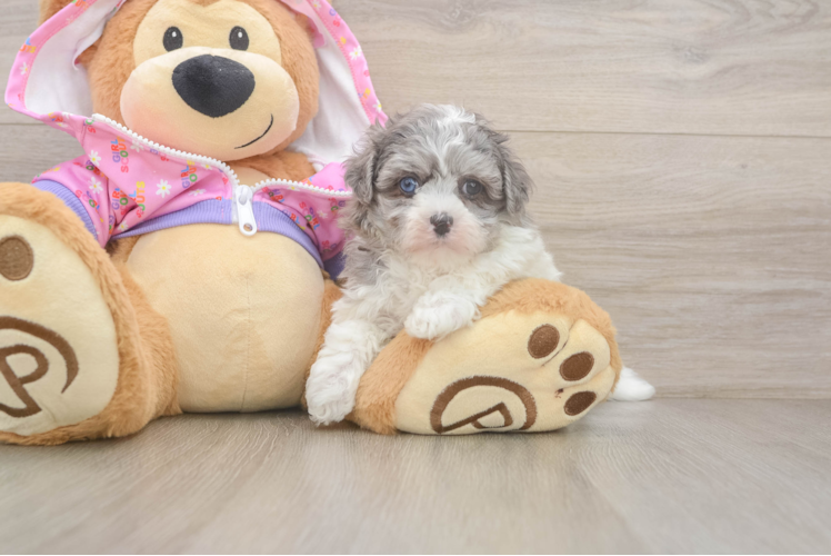 Maltipoo Pup Being Cute