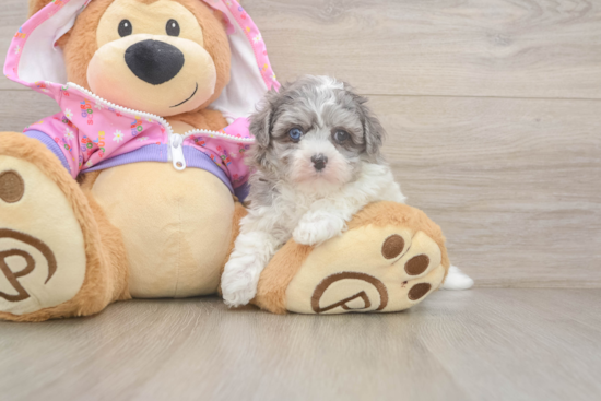 Maltipoo Pup Being Cute
