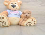 8 week old Maltipoo Puppy For Sale - Premier Pups