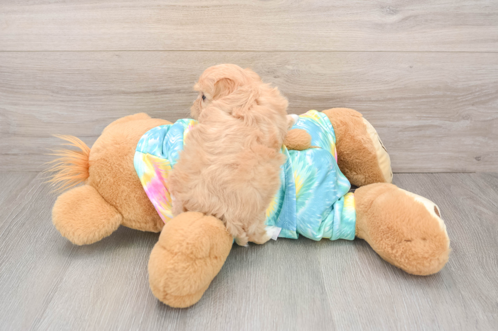 Smart Maltipoo Poodle Mix Pup