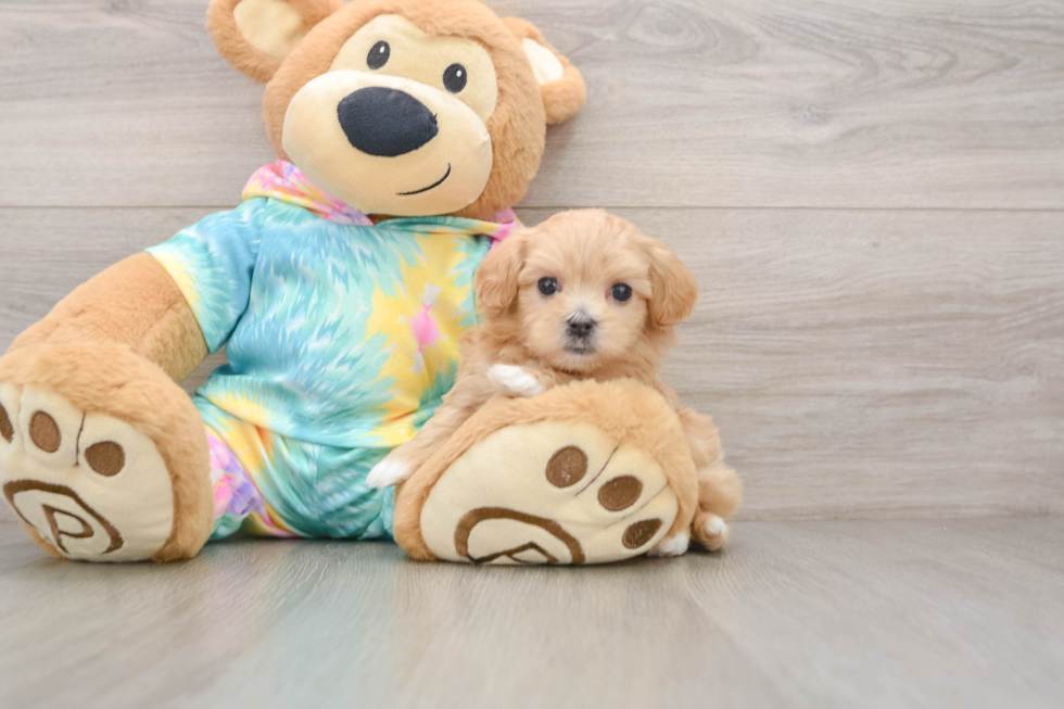 Playful Maltepoo Poodle Mix Puppy