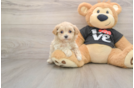 Popular Maltipoo Poodle Mix Pup