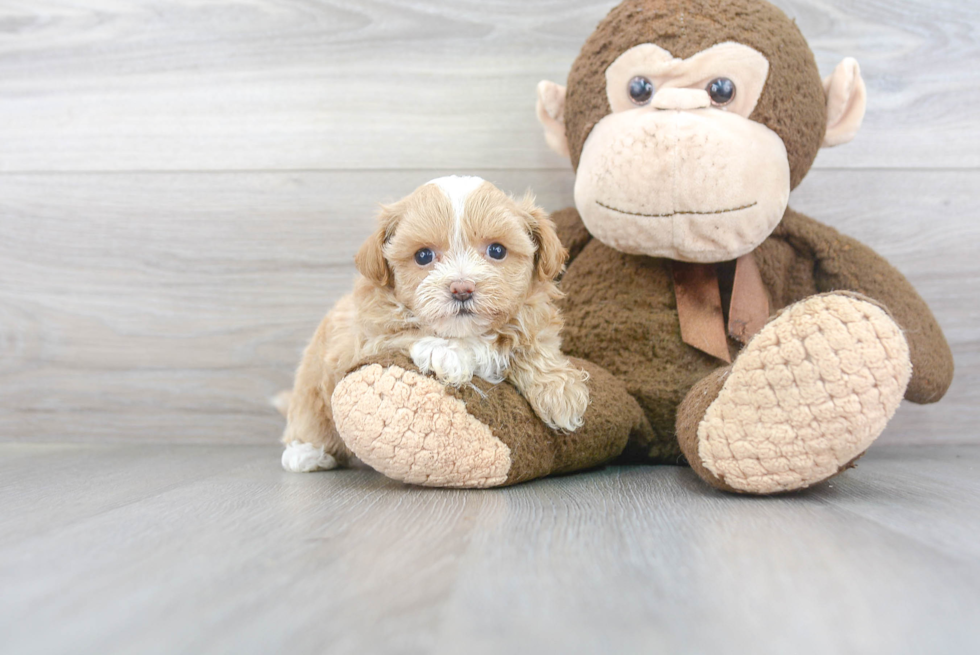 Popular Maltipoo Poodle Mix Pup