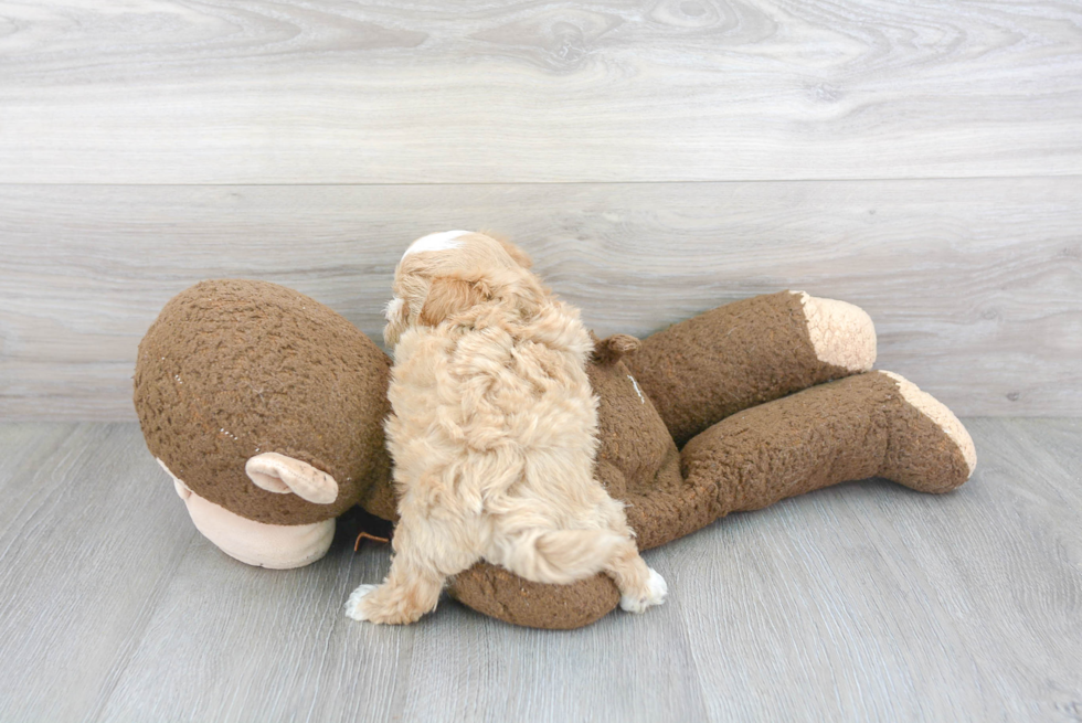 Playful Maltepoo Poodle Mix Puppy