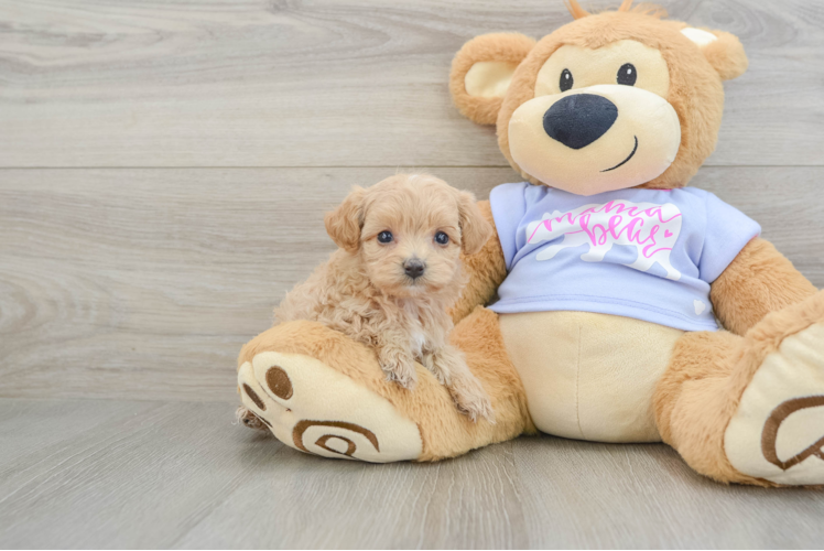 Cute Maltipoo Baby