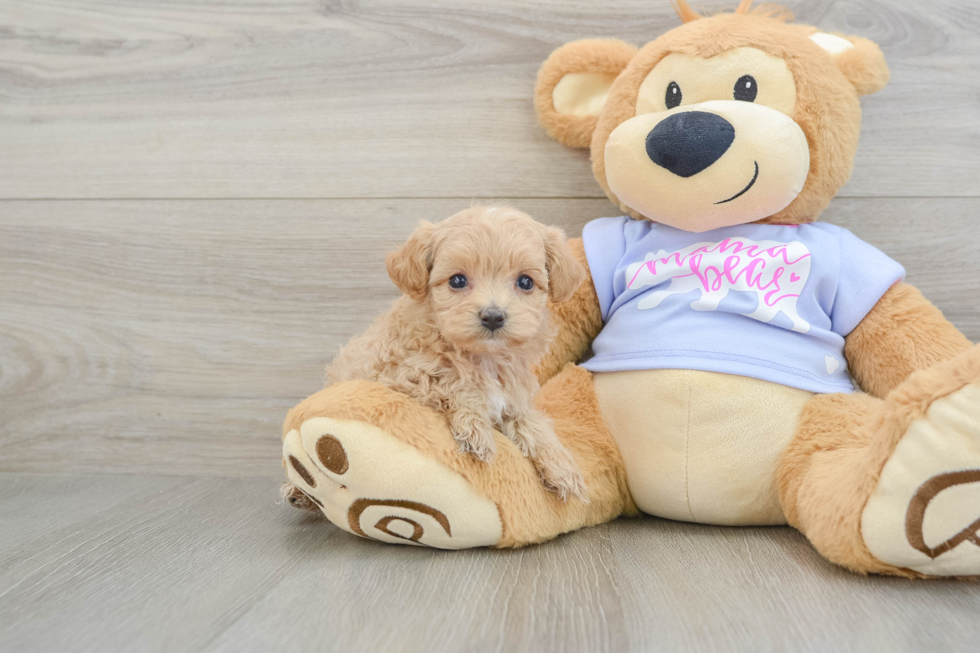 Cute Maltipoo Baby
