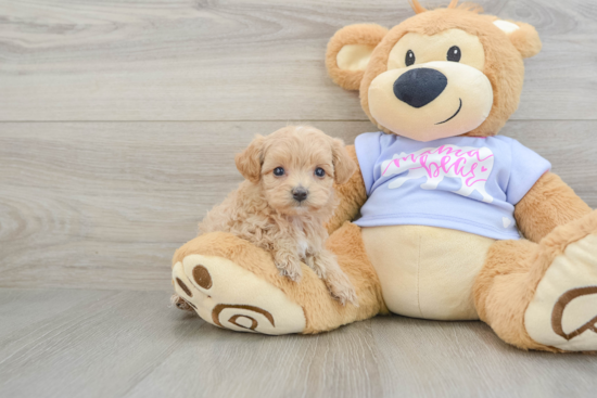 Cute Maltipoo Baby
