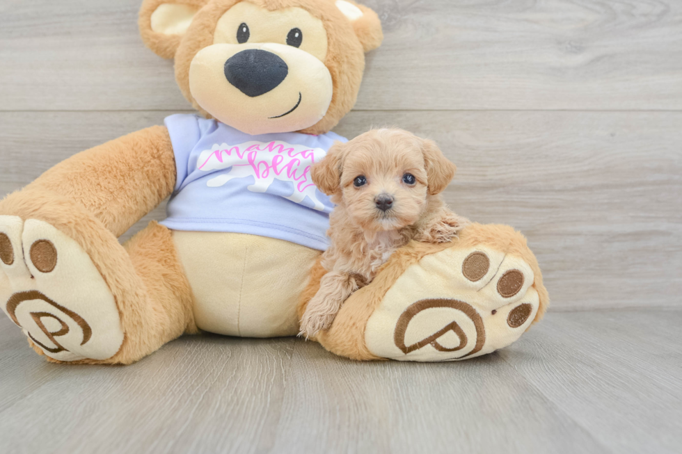 Maltipoo Pup Being Cute