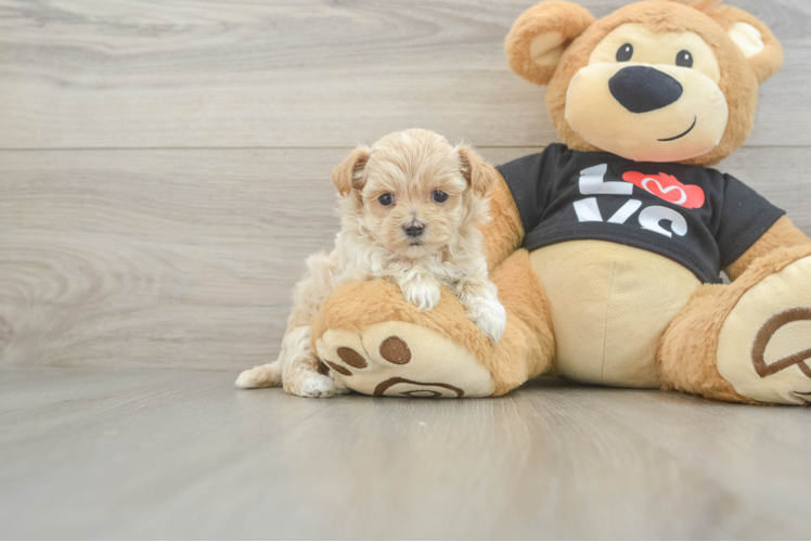 Maltipoo Puppy for Adoption