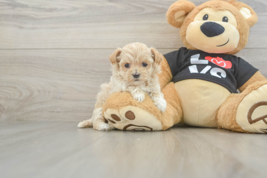 Maltipoo Puppy for Adoption